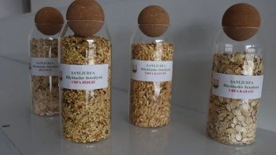 Urfa’da ata tohumları çiftçilerle buluşuyor