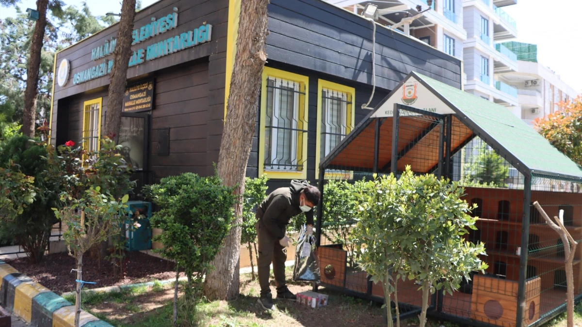 Urfa’da sokak kedileri için örnek proje