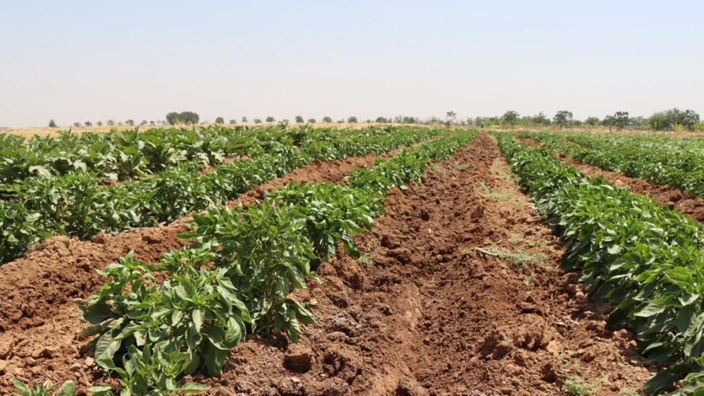Urfa’da ata tohumları geleceğe taşınıyor