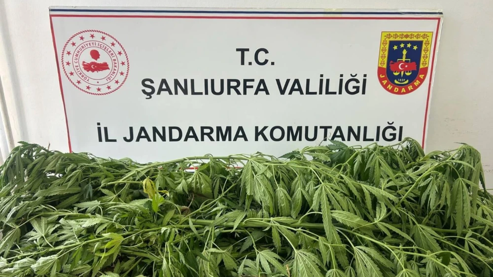 Urfa’da kenevir operasyonu