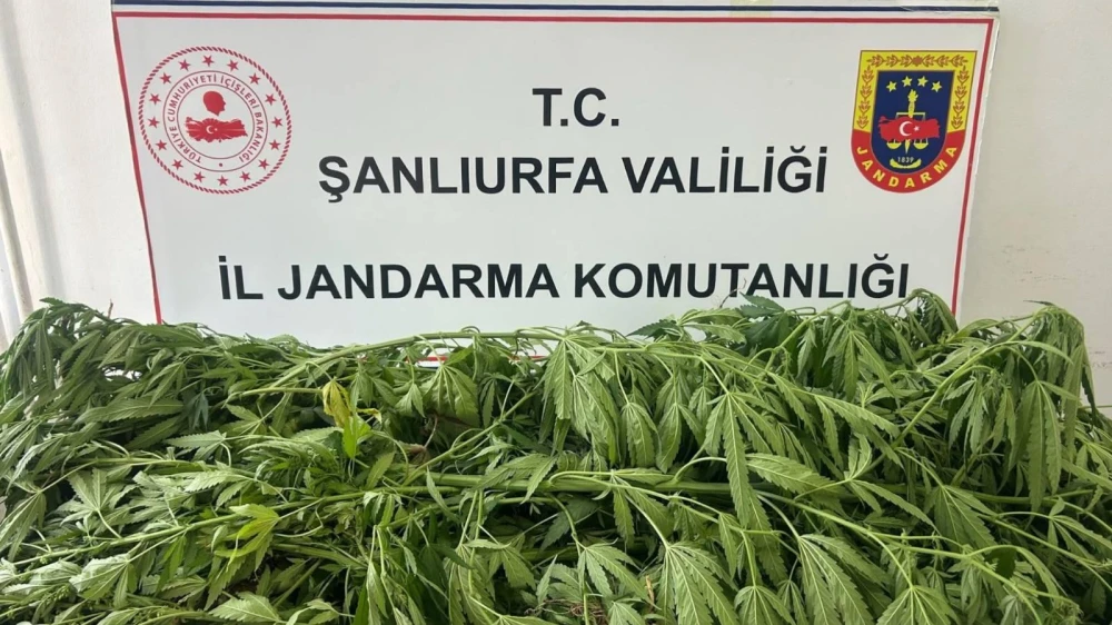 Urfa’da kenevir operasyonu