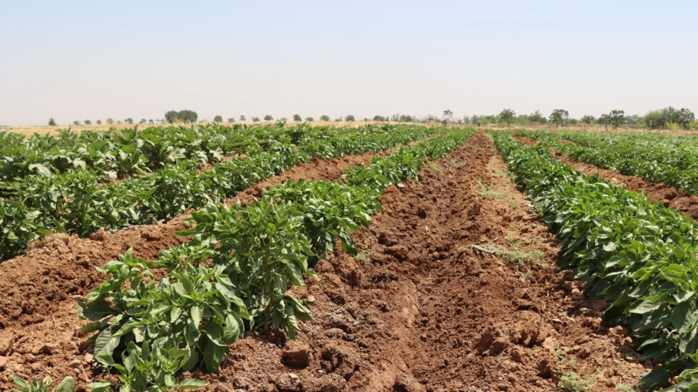 Urfa’da ata tohumları geleceğe taşınıyor