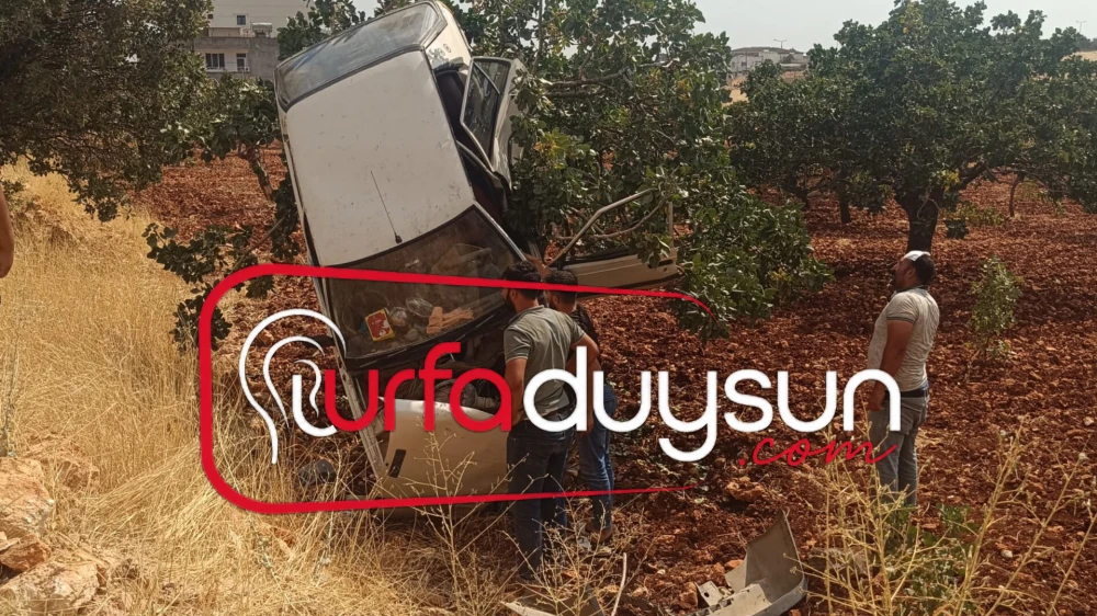 HALFETİ’DE FİLM GİBİ KAZA! OTOMOBİL FISTIK AĞACINDA ASILI KALDI: 2 YARALI