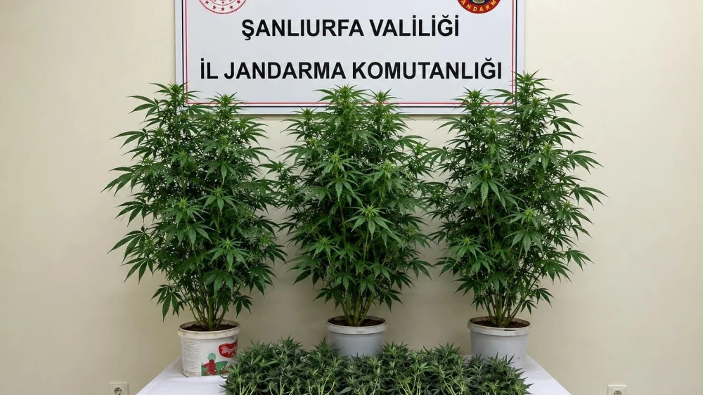 URFA’DA KENEVİR OPERASYONU