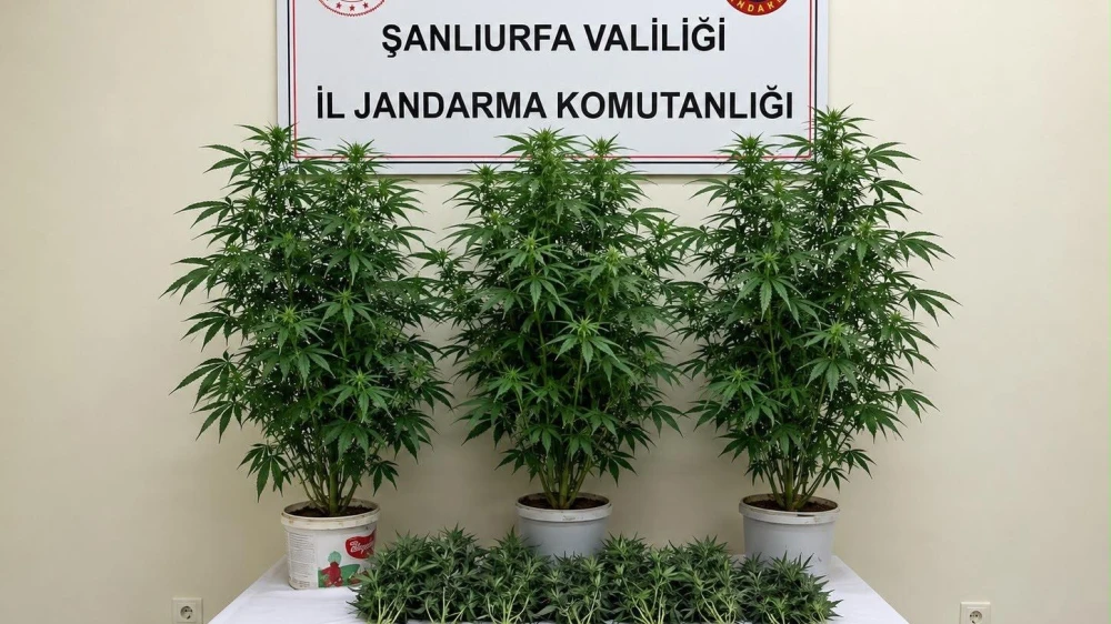URFA’DA KENEVİR OPERASYONU