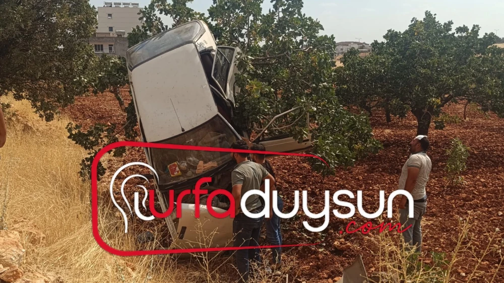 HALFETİ’DE FİLM GİBİ KAZA! OTOMOBİL FISTIK AĞACINDA ASILI KALDI: 2 YARALI