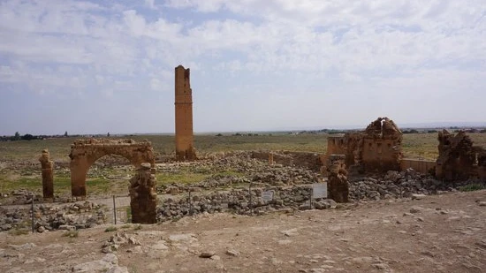 Harran Ovası Ne Yetişir? Harran’da Ne Yetiştirilir?