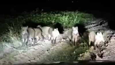 Bozova’da Yaban Domuzu Alarmı! Çiftçiler Tarlalarına Giremez Hale Geldi