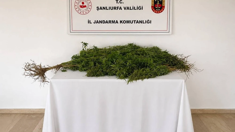 URFA'DA YASA DIŞI KENEVİR OPERASYONU: 1 GÖZALTI