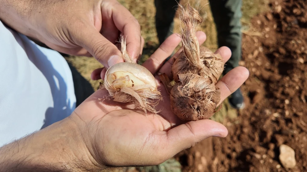 URFA’DA TARİHİ SAFRAN YENİDEN CANLANIYOR