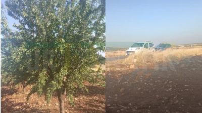 URFA’DA BADEM HIRSIZLIĞI: YAKLAŞIK 50 AĞACIN ÜRÜNÜ ÇALINDI