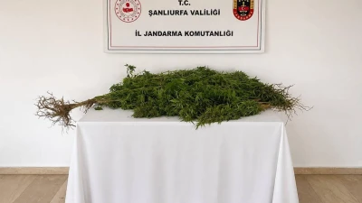URFA'DA YASA DIŞI KENEVİR OPERASYONU: 1 GÖZALTI